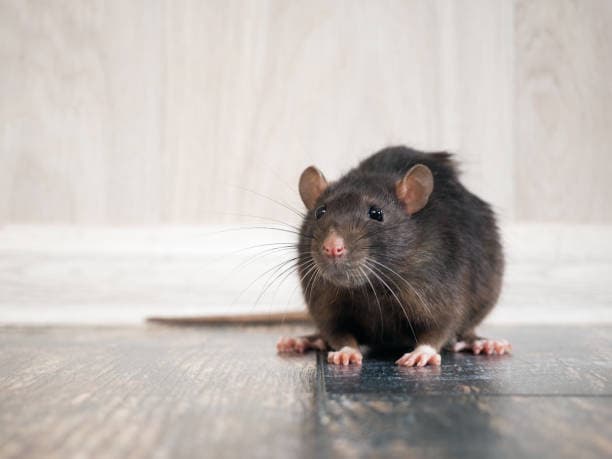 Frontline Pest Management pest control work in Deception Bay
