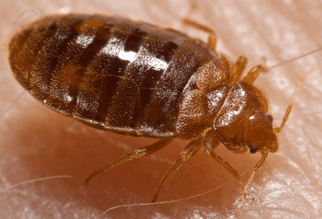 Frontline Pest Management pest control work in Deception Bay