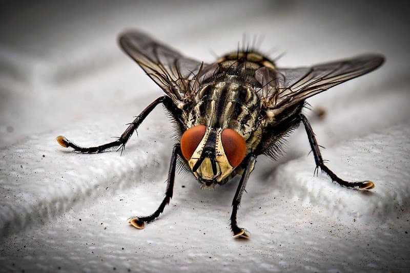 Frontline Pest Management pest control work in Deception Bay