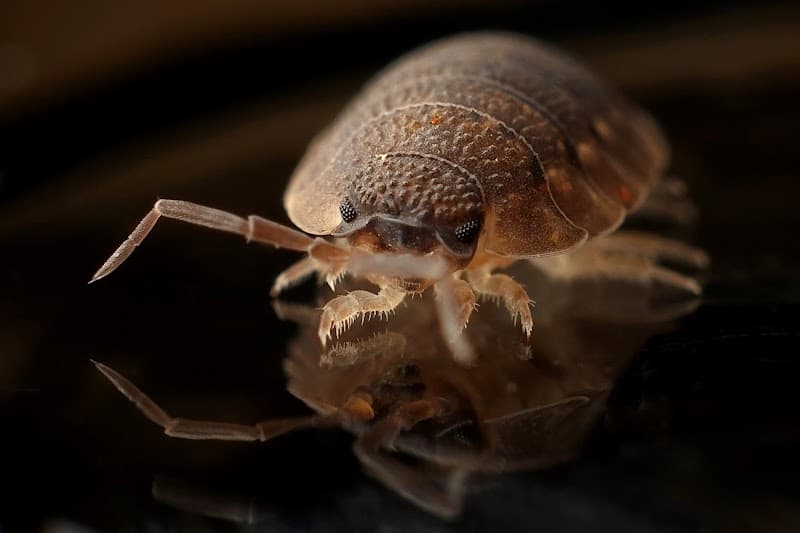 Frontline Pest Management pest control work in Deception Bay
