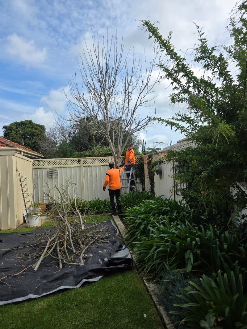 FTGU Tree Services tree services work in Happy Valley