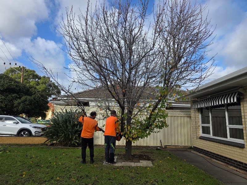 FTGU Tree Services tree services work in Happy Valley