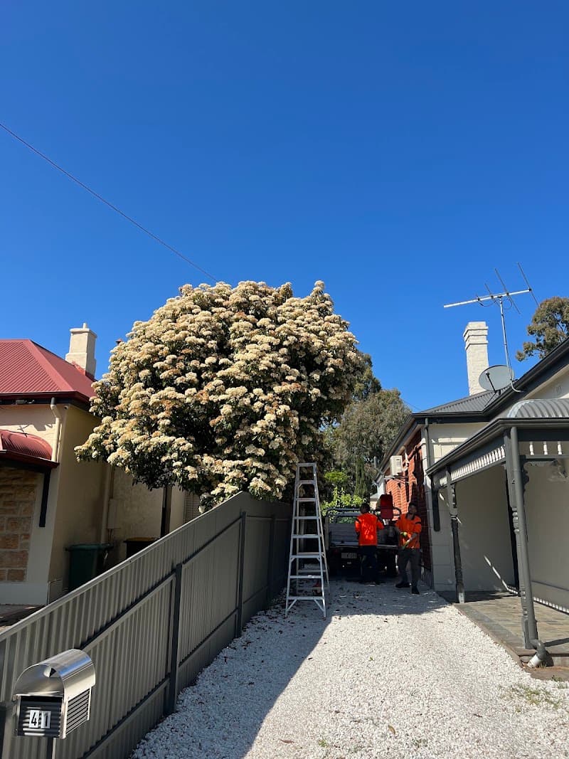 FTGU Tree Services tree services work in Happy Valley