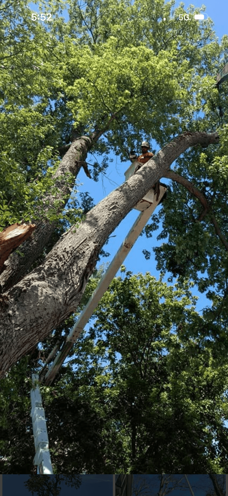 GAP Tree Lopping Services tree services work in Hurstville