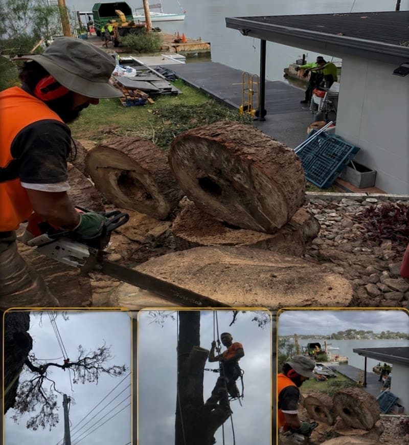 GAP Tree Lopping Services tree services work in Hurstville