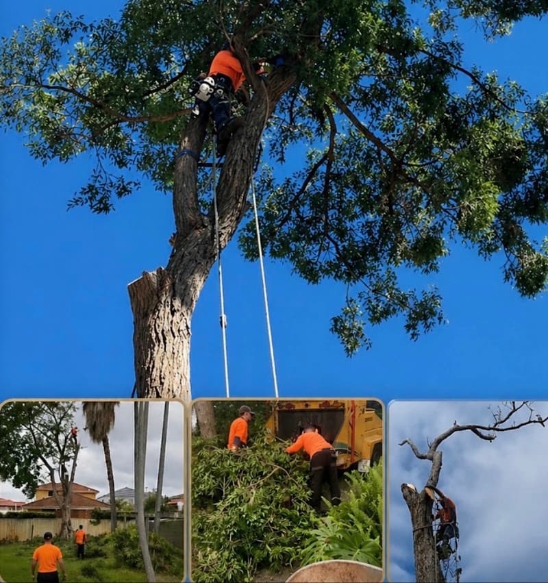 GAP Tree Lopping Services tree services work in Hurstville