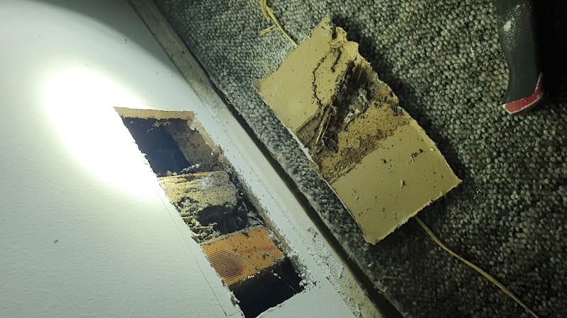 GC Pest Control Gold Coast pest control work in Upper Coomera