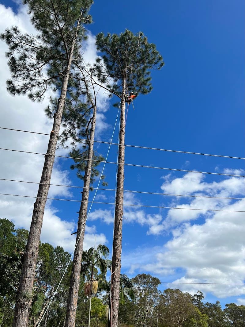 GC Tree Solutions tree services work in Ashmore