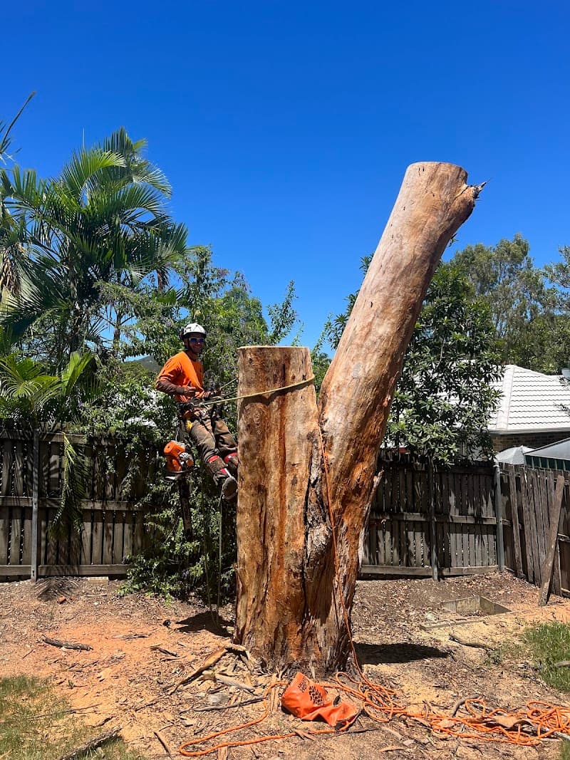 GC Tree Solutions tree services work in Ashmore