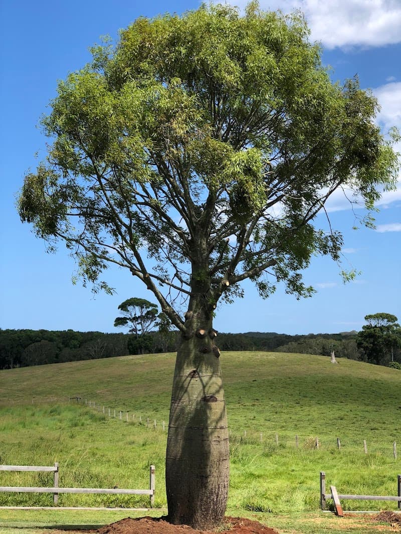 GC Tree Solutions tree services work in Ashmore