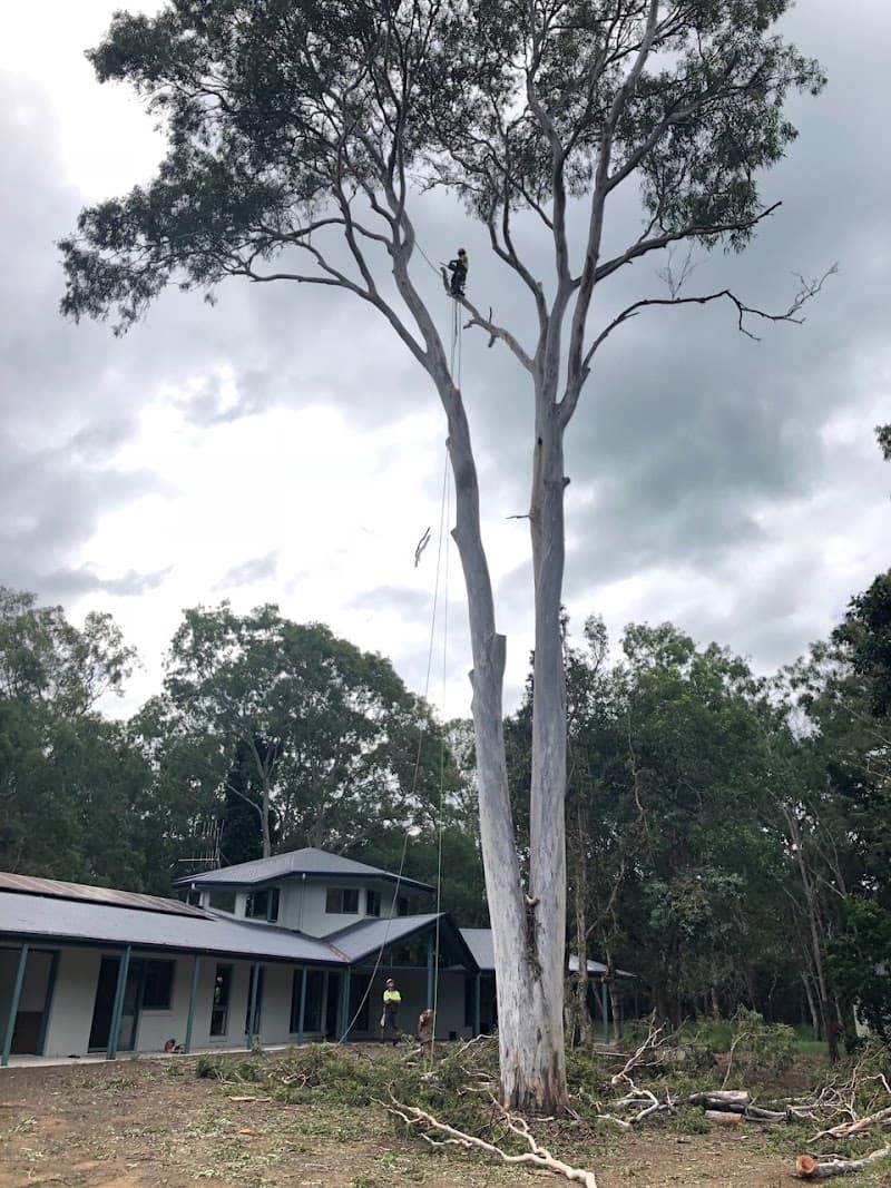 Geoffs Tree Lopping Hervey Bay tree services work in Pialba
