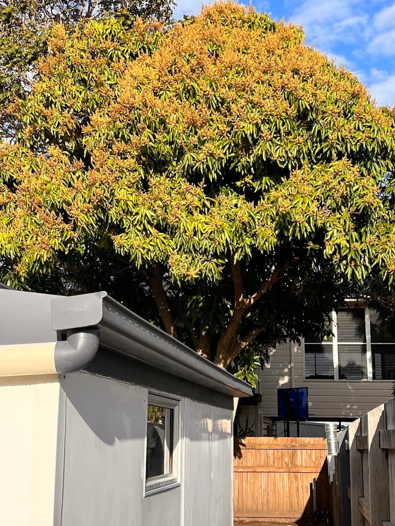 Geoffs Tree Lopping Hervey Bay tree services work in Pialba
