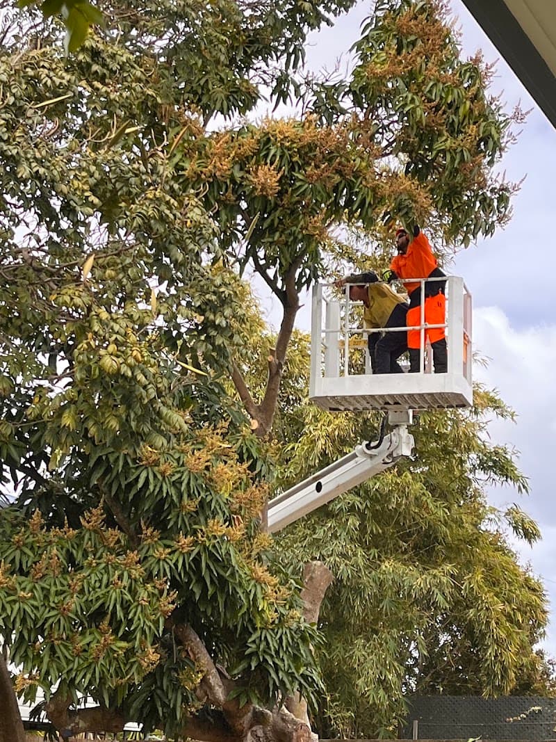 Geoffs Tree Lopping Hervey Bay tree services work in Pialba
