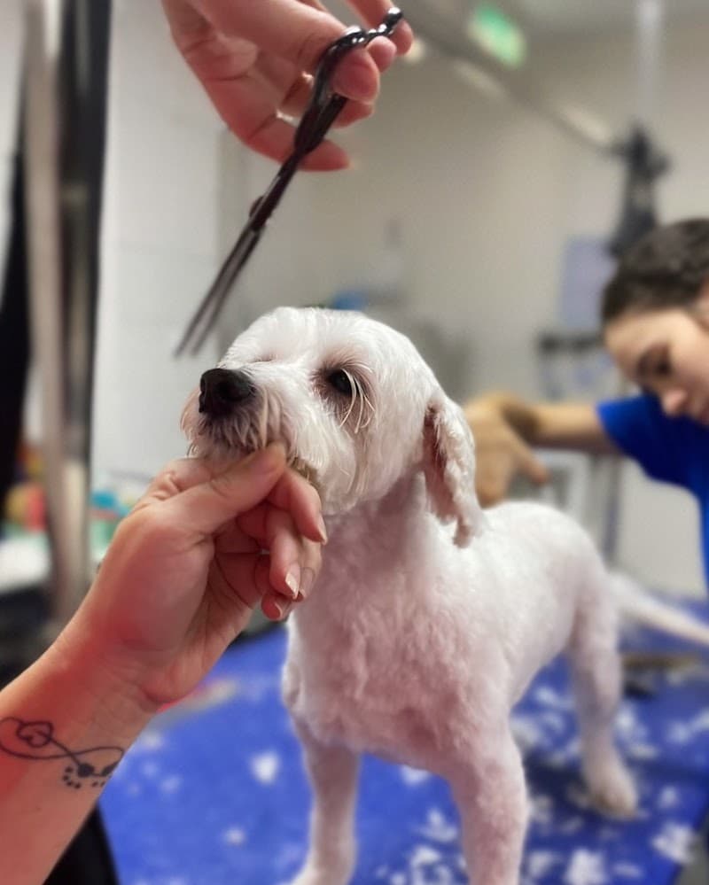 GlamPet dog grooming work in West End