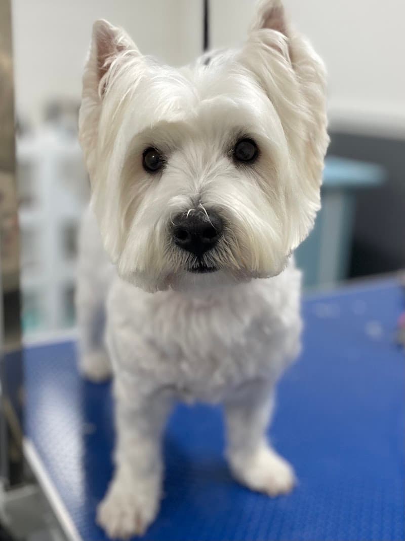 GlamPet dog grooming work in West End
