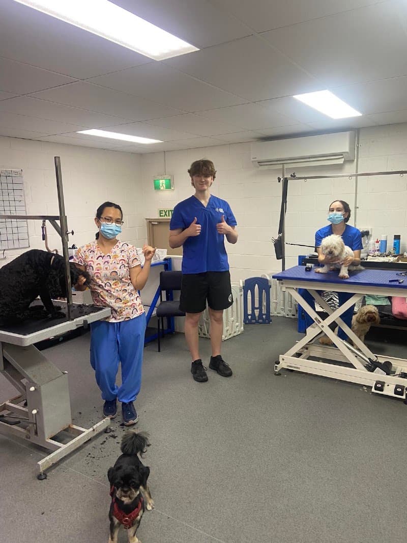 GlamPet dog grooming work in West End