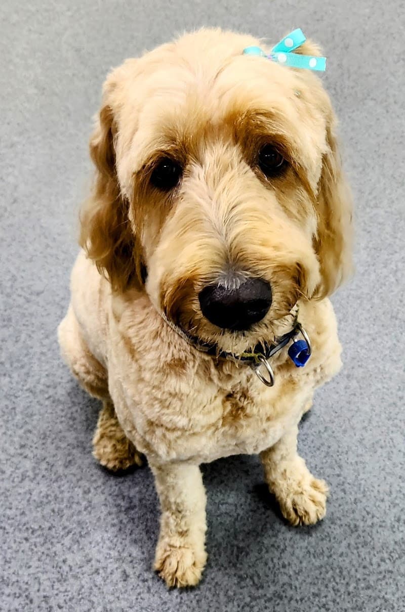 GlamPet dog grooming work in West End