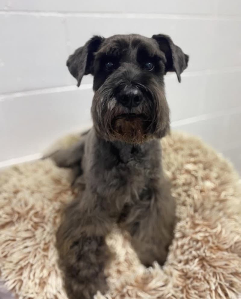GlamPet dog grooming work in West End