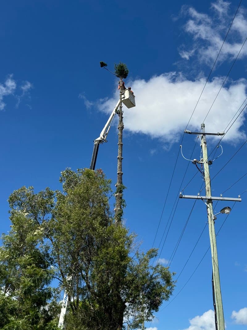 Global Tree Works tree services work in Araluen