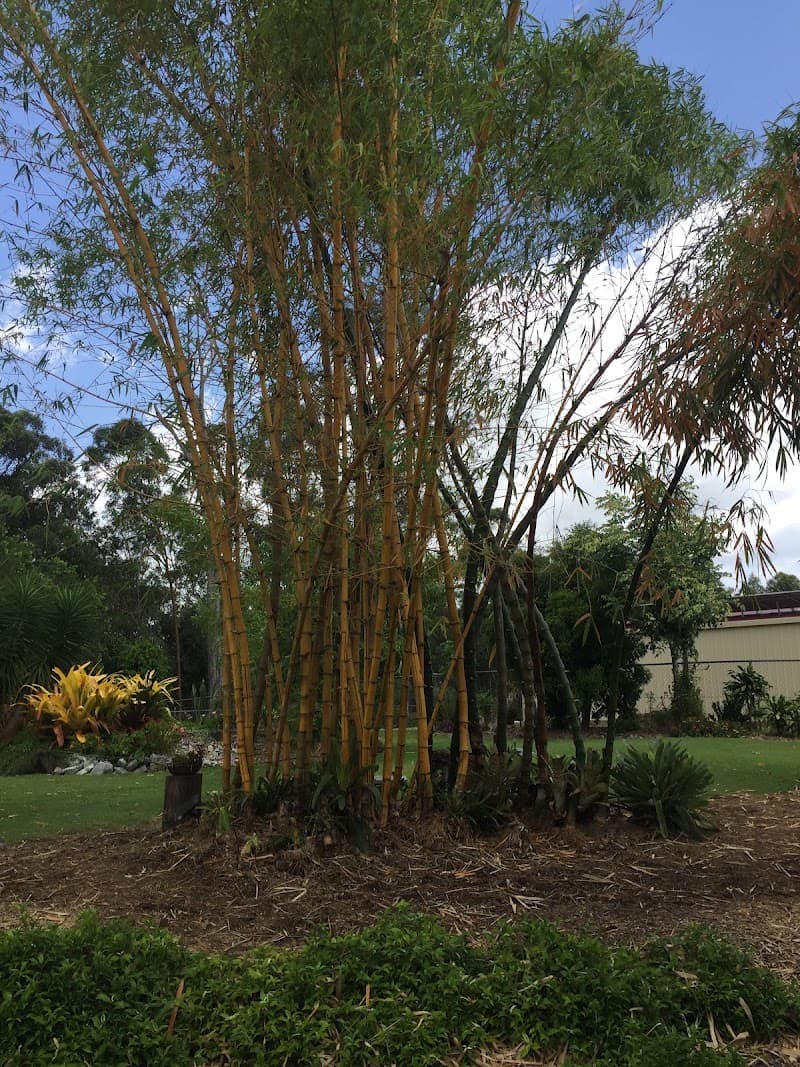 Global Tree Works tree services work in Araluen