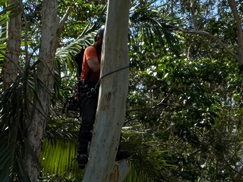 Global Tree Works tree services work in Araluen
