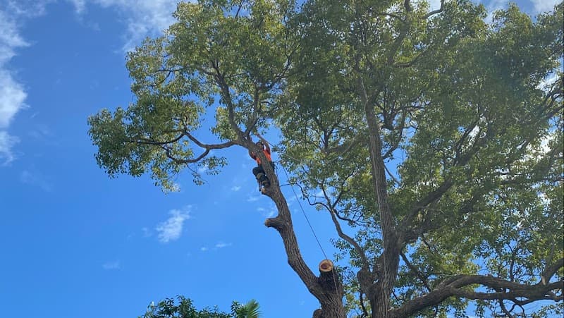Gold Coast Arborists tree services work in Burleigh Heads