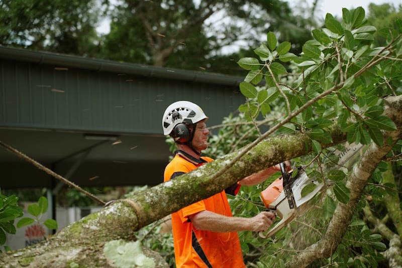 Gold Coast Arborists tree services work in Burleigh Heads