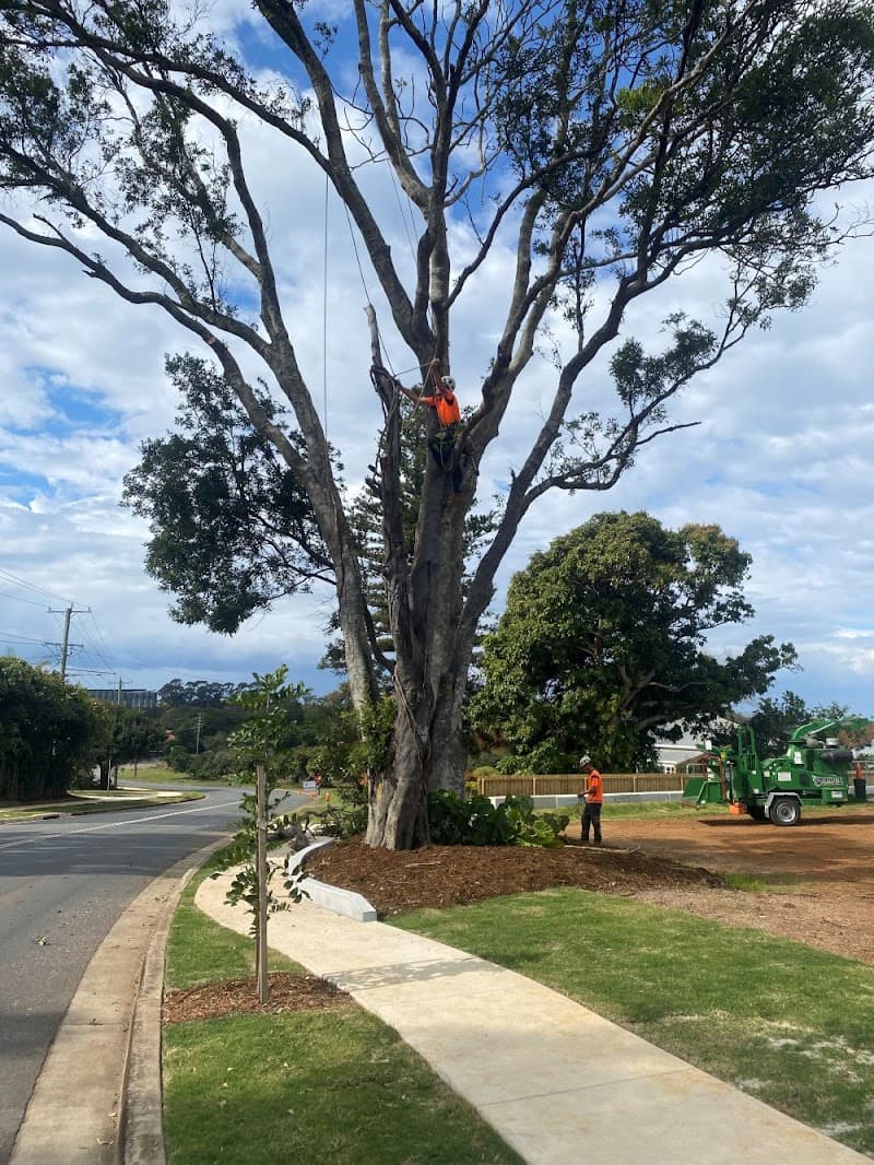 Gold Coast Arborists tree services work in Burleigh Heads