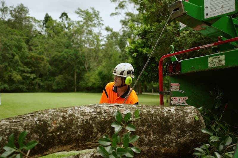 Gold Coast Arborists tree services work in Burleigh Heads