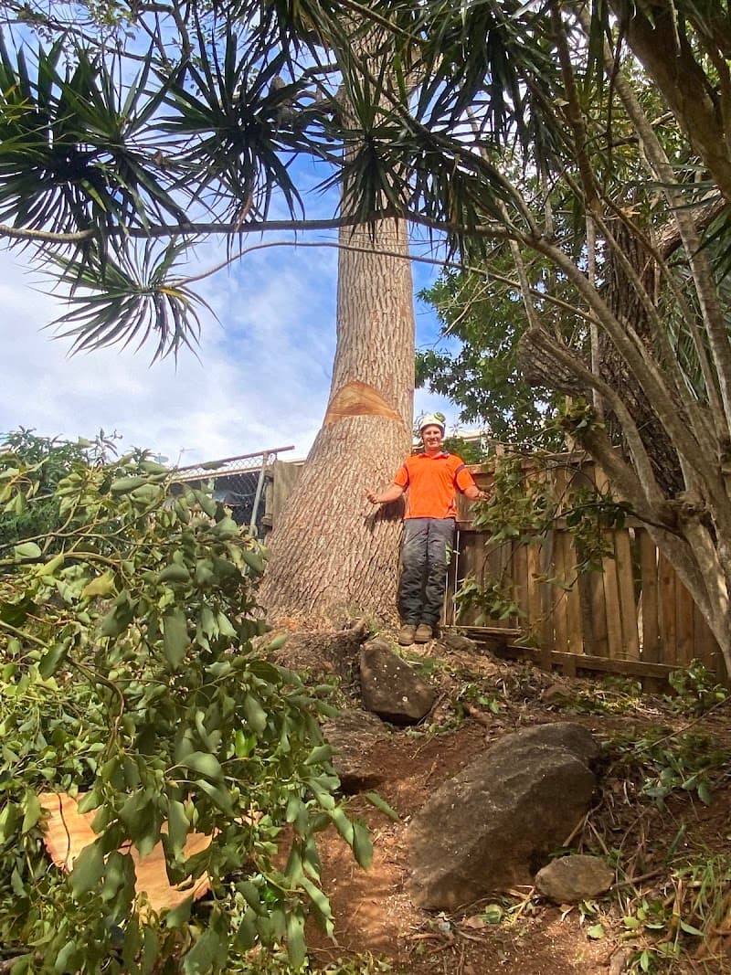 Gold Coast Arborists tree services work in Burleigh Heads