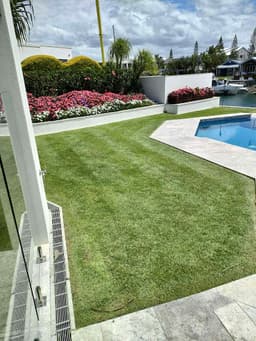 Golden Cane lawns