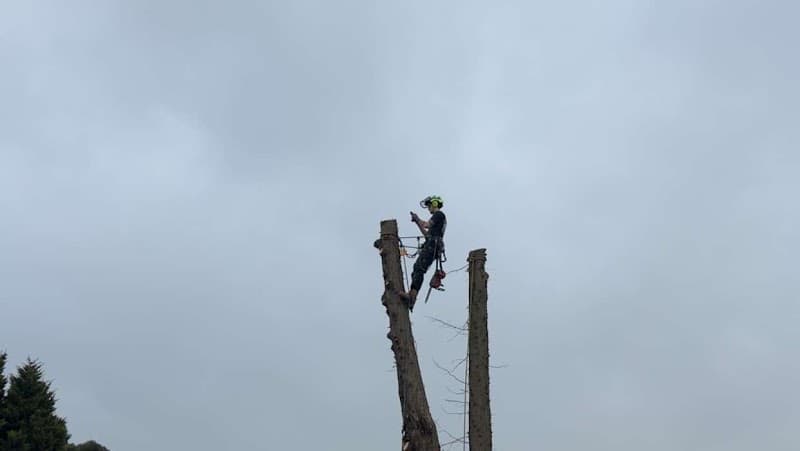 Goldfields Environmental tree services work in Redan