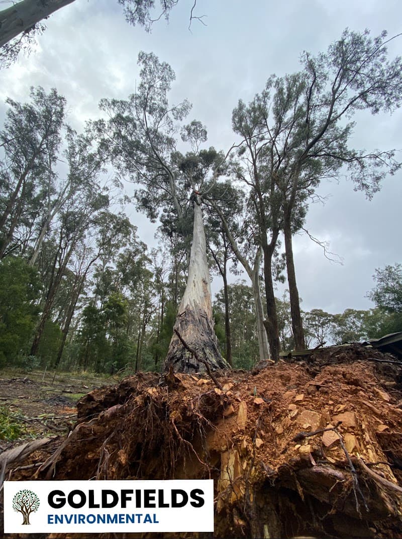 Goldfields Environmental tree services work in Redan