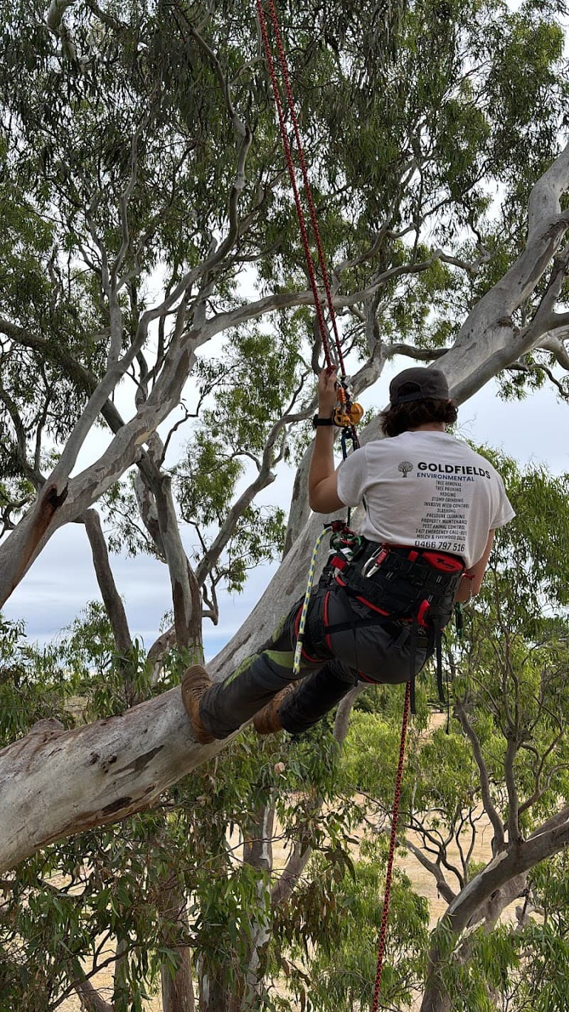Goldfields Environmental tree services work in Redan