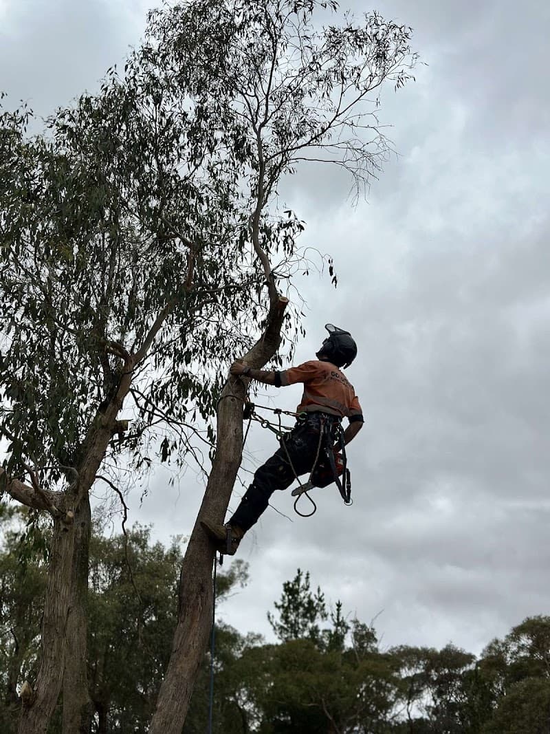 Goldfields Environmental tree services work in Redan