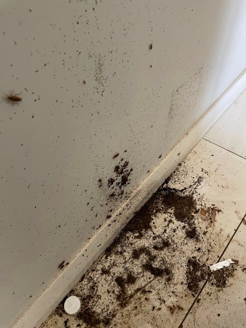 Greater Sydney Pest Control pest control work in Auburn
