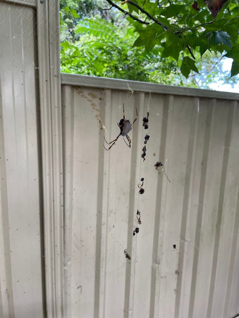 Greater Sydney Pest Control pest control work in Auburn