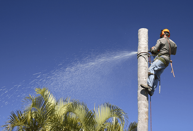 Greig's Trees tree services work in Buderim