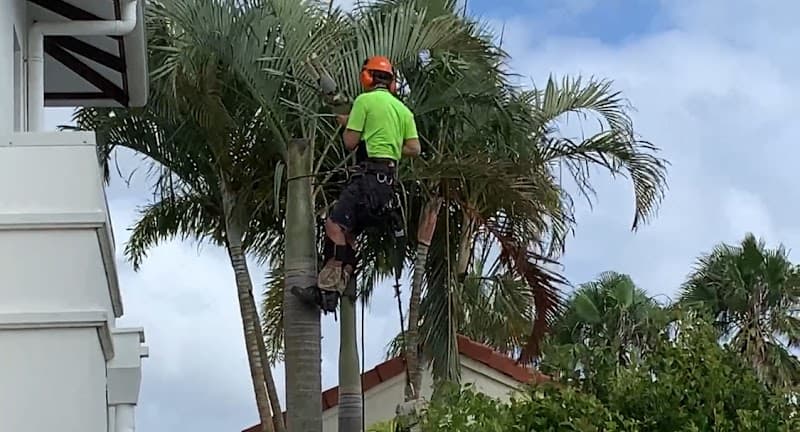 Greig's Trees tree services work in Buderim