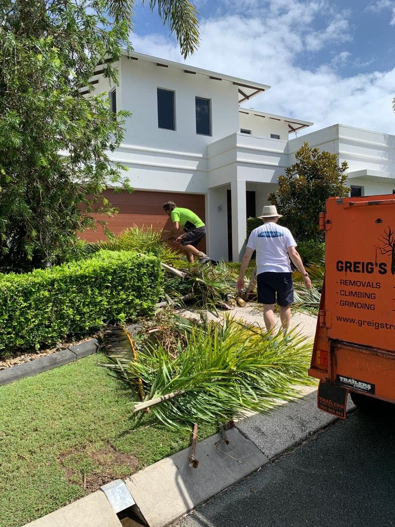 Greig's Trees tree services work in Buderim