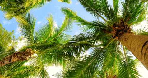 Greig's Trees tree services work in Buderim