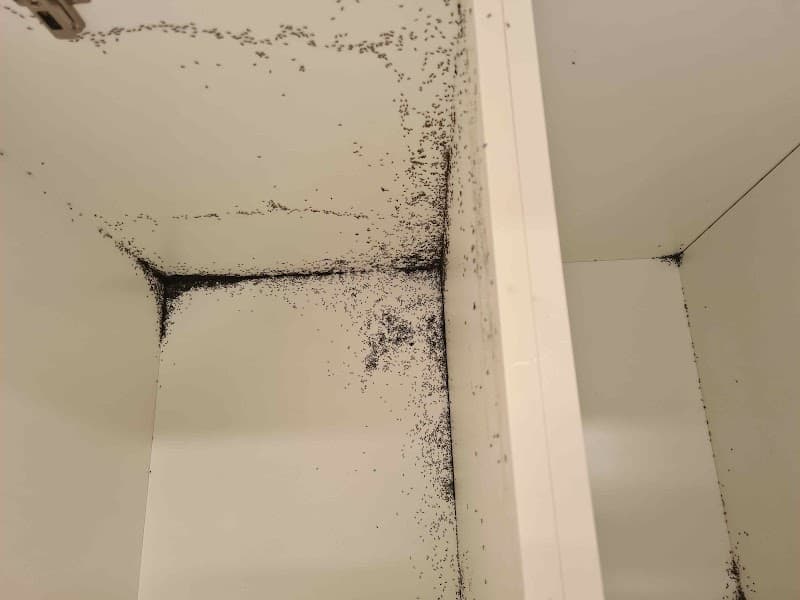GT Pest Professionals pest control work in Mount Gambier