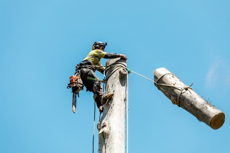 GTS Trees tree services work in Rockville
