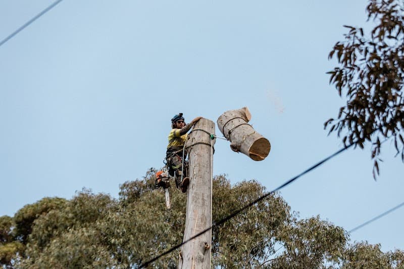 GTS Trees tree services work in Rockville