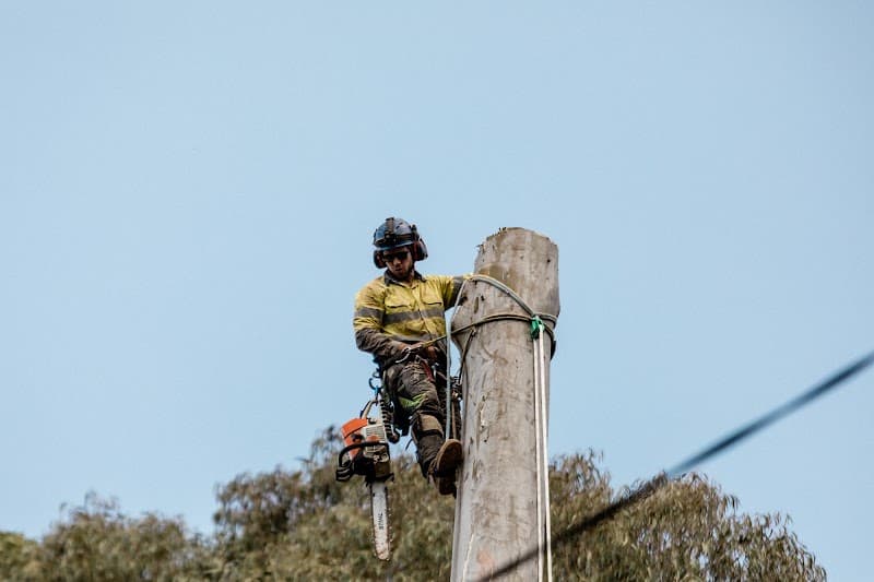 GTS Trees tree services work in Rockville