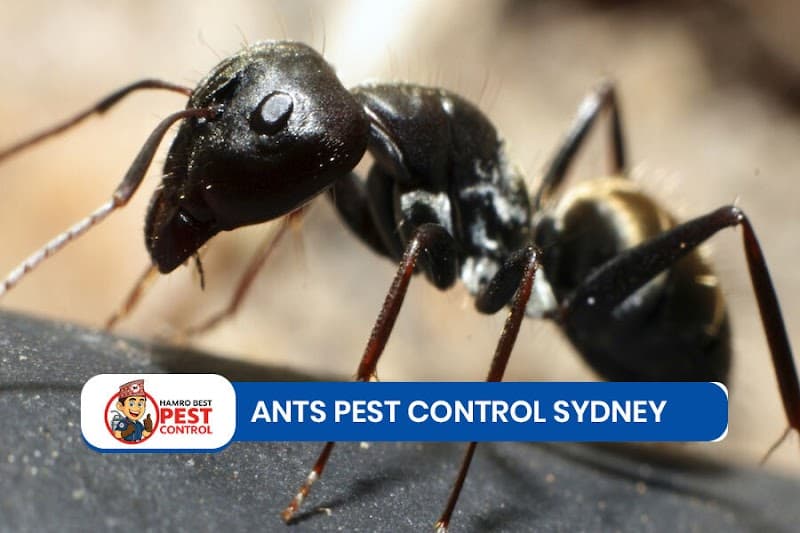 Hamro Best Pest Control - Pest Control Sydney pest control work in Auburn