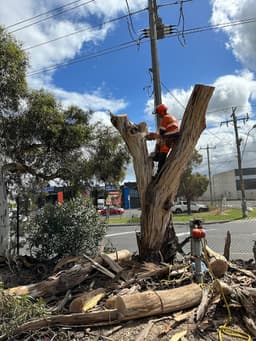 Harry's Yard: Tree Removal Services