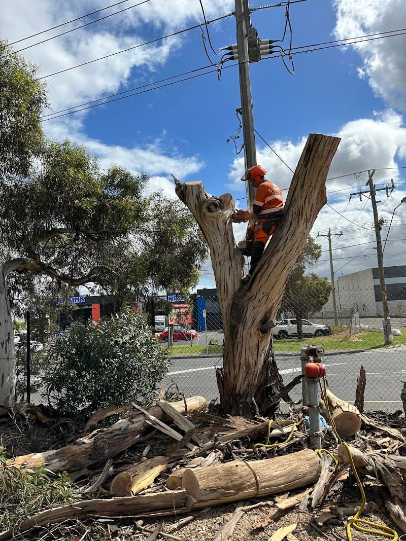 Harry's Yard: Tree Removal Services tree services work in Essendon