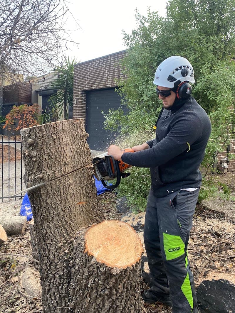 Harry's Yard: Tree Removal Services tree services work in Essendon