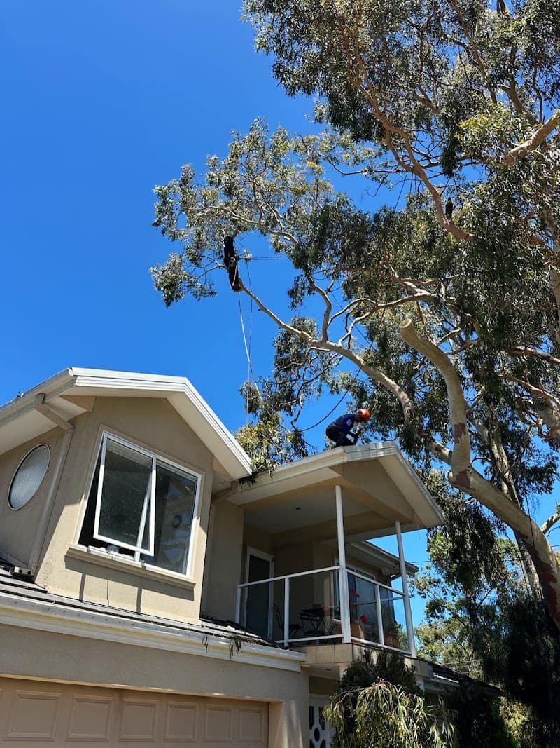 Harry's Yard: Tree Removal Services tree services work in Essendon